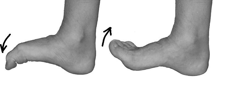 Сгибание большого пальца ноги. Сгибание стопы. Сгибание пальцев стопы. Сгибание и разгибание пальцев ног. Тыльное сгибание пальцев стопы.